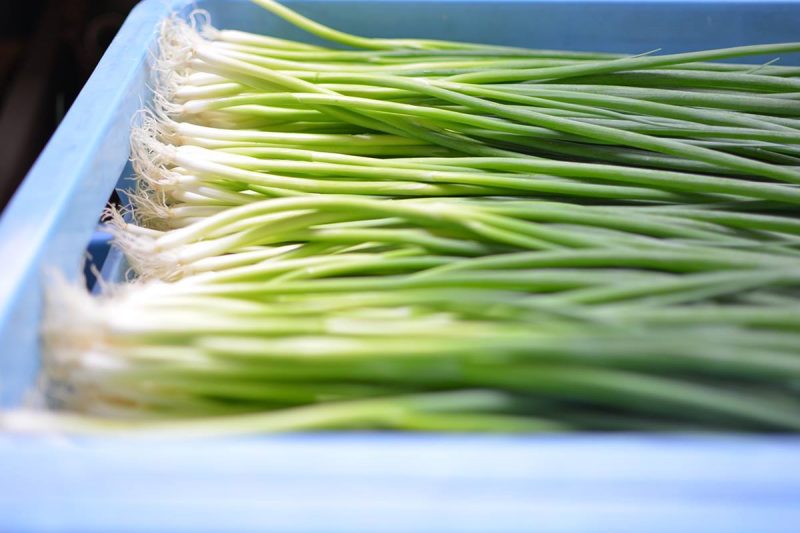 葱色のグラデーションが綺麗　Beautiful gradation of Japanese leeks