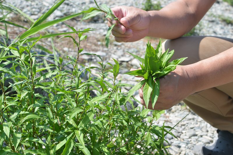 村の和ハーブ Finding Sanagochi Herbs