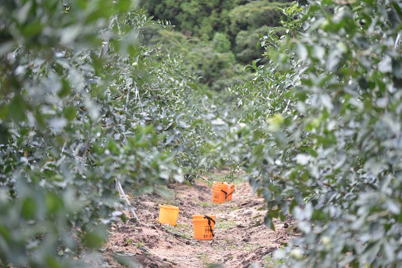 丁寧に摘み取る、香り高い村のすだち