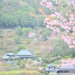 江戸時代に徳島城で愛でられていた「蜂須賀桜（ハチスカザクラ）」徳島・佐那河内村（さなごうちそん）