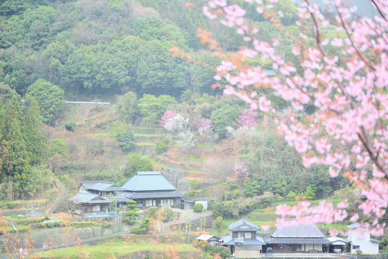 江戸時代に徳島城で愛でられていた「蜂須賀桜（ハチスカザクラ）」徳島・佐那河内村（さなごうちそん）