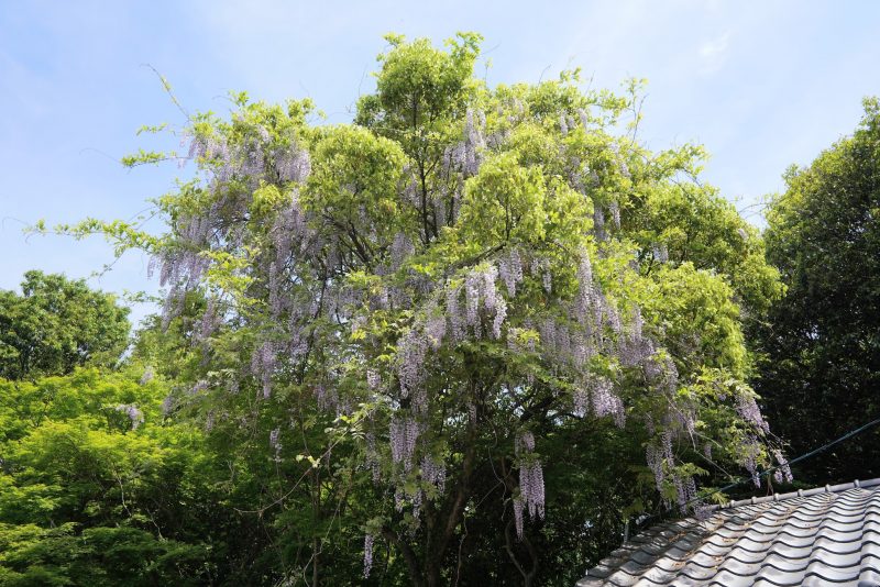 【香川・さぬき百景】手付かずの鎮守の森『藤尾八幡神社』の藤（フジ） – Fujio Hachiman Shrine