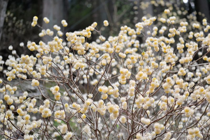 神山の三椏（ミツマタ） – Oriental paperbush