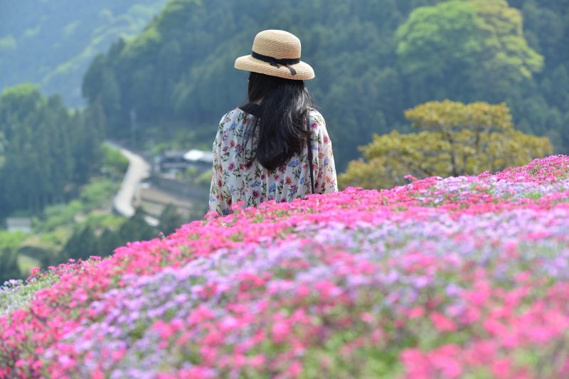 【徳島】天空の石積み、にほんの里『高開（たかがい）の芝桜』 – [Tokushima] Takagai’s stone wall of Japanese village