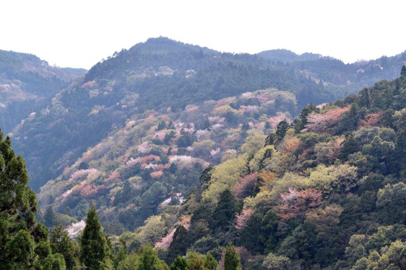 この季節、村の山並みにみえる山桜 – Wild cherry trees at Sanagochi village