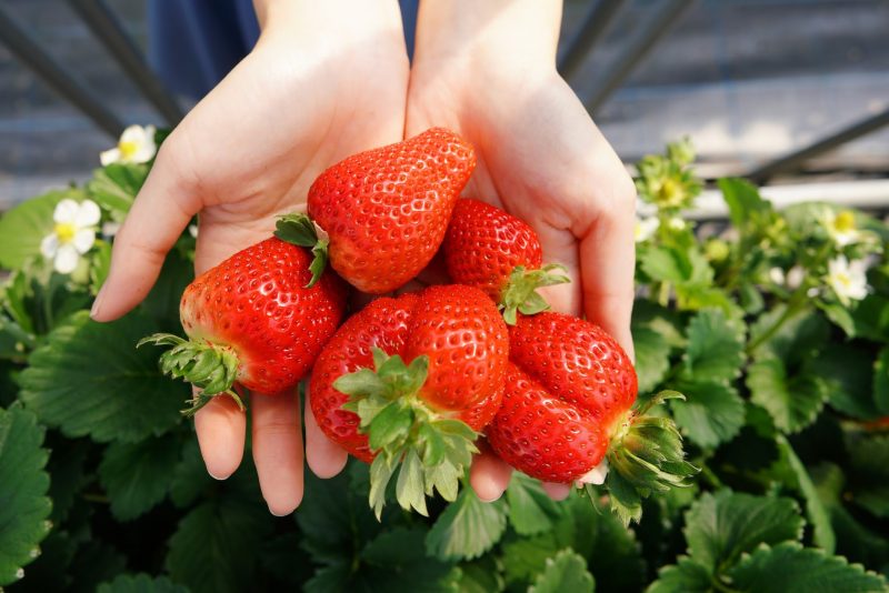 【香川】甘い香り。いちご狩り スカイファーム – [Kagawa] Strawberry Picking “SKY FARM”