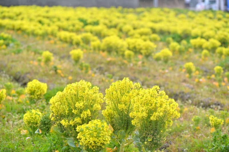 ブロッコリーのお花畑が満開🥦 – Flowers of broccoli are blooming