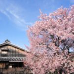 【国登録有形文化財】江戸時代に徳島城で愛でられていた桜。原田家住宅の蜂須賀桜 – Harada’s House and Hachisuka Cherry Tree