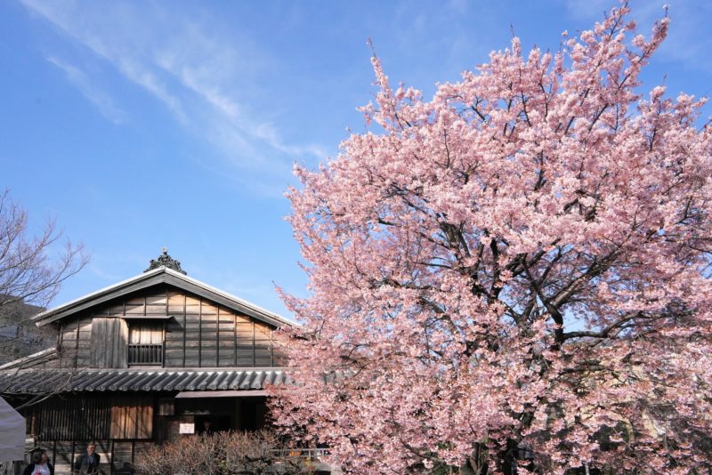 【国登録有形文化財】江戸時代に徳島城で愛でられていた桜。原田家住宅の蜂須賀桜 – Harada’s House and Hachisuka Cherry Tree