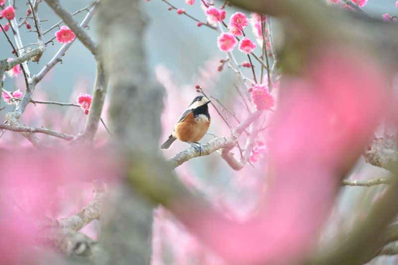 元号「令和（れいわ）」は万葉集の梅の花の歌より引用 – The era name “REIWA” comes from Manyoshu’s poems about Japanese Apricot Blossom