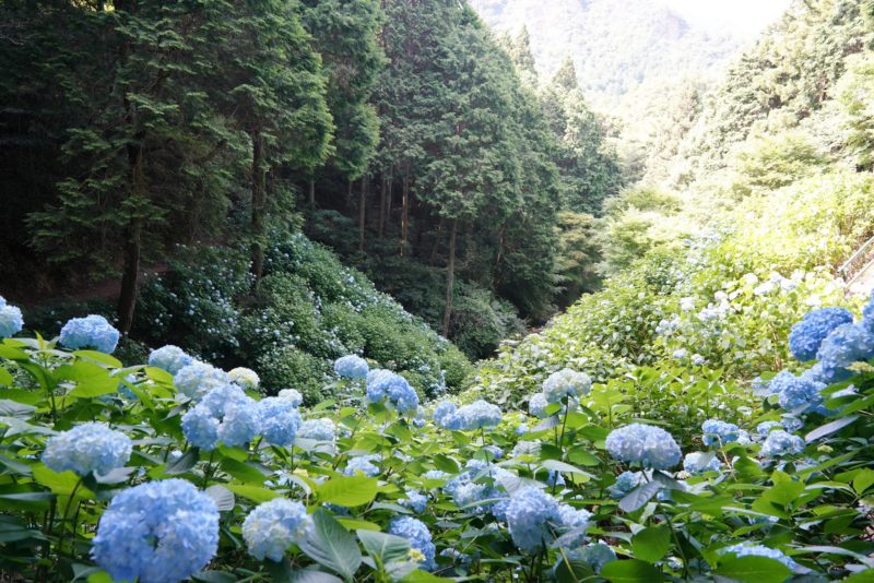 谷に咲く紫陽花。四国遍路最後の霊場、第88番札所の大窪寺 – Hydrangea and Okuboji temple