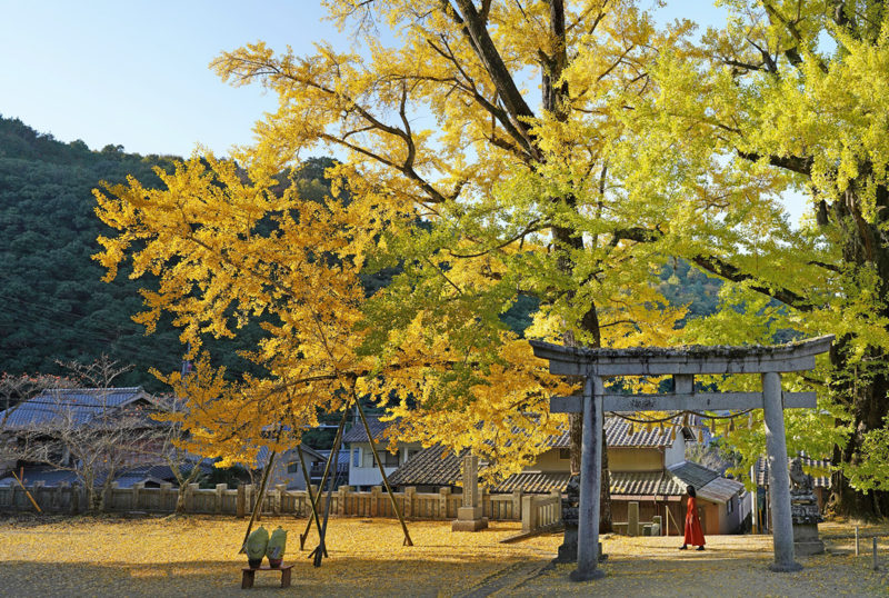 【樹齢600年 天然記念物】岩部八幡神社の大銀杏 – [600 year-old tree / Natural monument]Ginkgo trees of Iwabu Hachiman Shrine