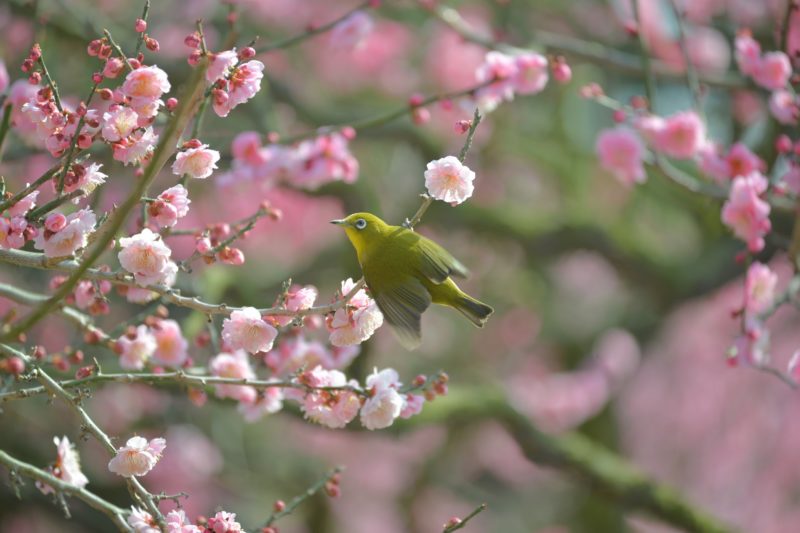 【香川】栗林公園の梅。江戸時代から親しまれてきた梅園 – [Kagawa] Ritsurin Garden Japanese Apricot Trees