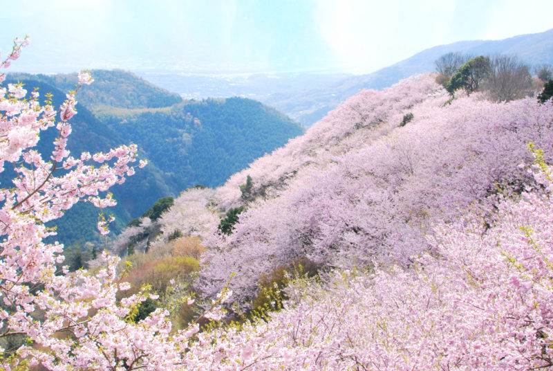 八千本、桜の山、八百萬神之御殿の桜 – 8,000 cherry trees “Yaoyorozu no Kamino Goten”