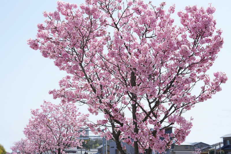 愛媛で生まれた瀬戸内の桜『陽光桜（ヨウコウザクラ）』 – Yoko Sakura cherry trees