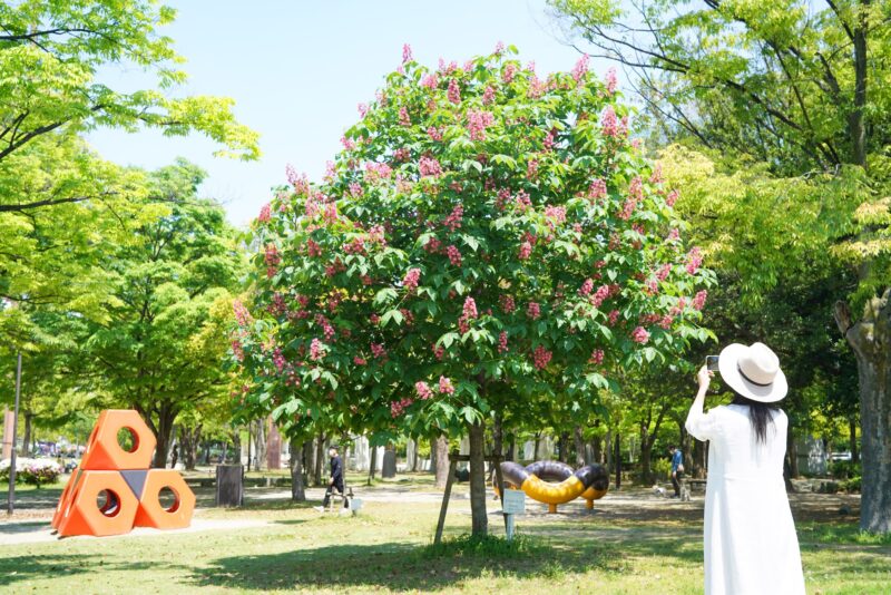 マロニエの並木が窓辺に見えてた – Foliage and flowers of marronnier