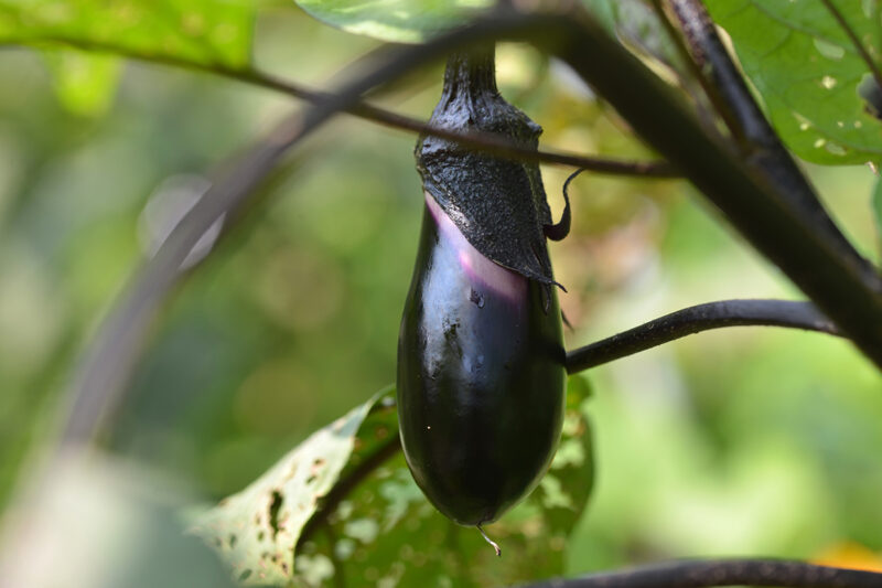 高知県安芸市 は、冬春なすの生産日本一 – Aki City, Kochi Prefecture, is Japan’s largest producer of winter/spring aubergines.