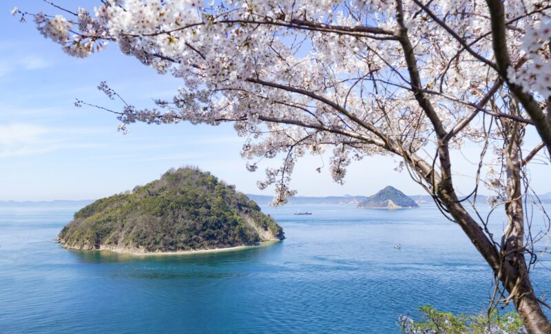 【香川】瀬戸内海、大崎の鼻の桜 – [Kagawa] Cherry Blossoms of Osaki no hana, Setouchi