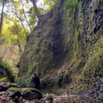 【高知 天然記念物】牧野富太郎さんも訪れた『伊尾木洞』のシダ群落 – [Kochi Natural monument] Fern colony in “Ioki Cave”, visited by Tomitaro Makino.