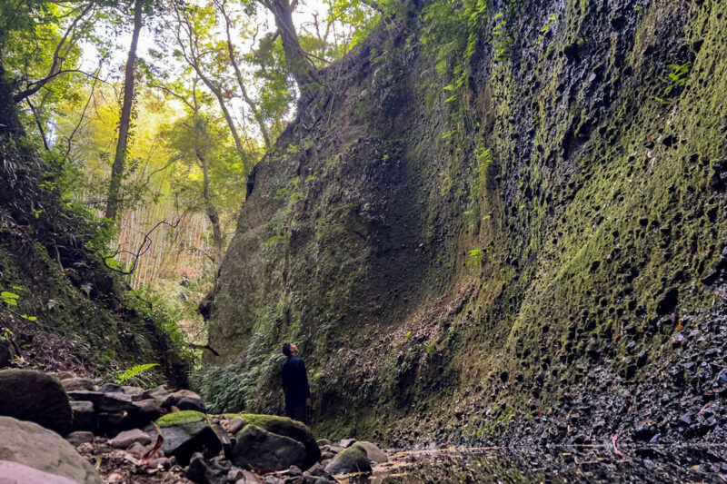 【高知 天然記念物】牧野富太郎さんも訪れた『伊尾木洞』のシダ群落 – [Kochi Natural monument] Fern colony in “Ioki Cave”, visited by Tomitaro Makino.