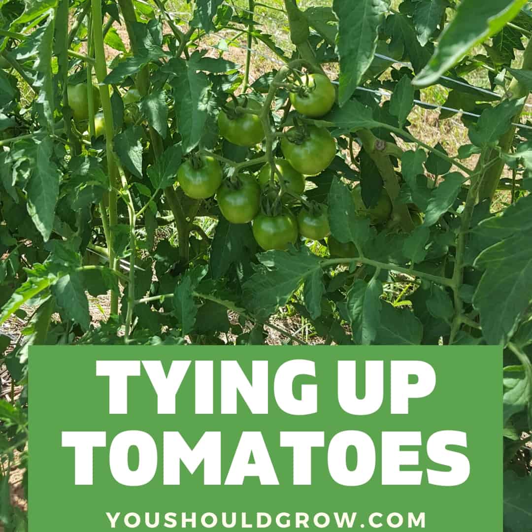 staking tomatoes featured image