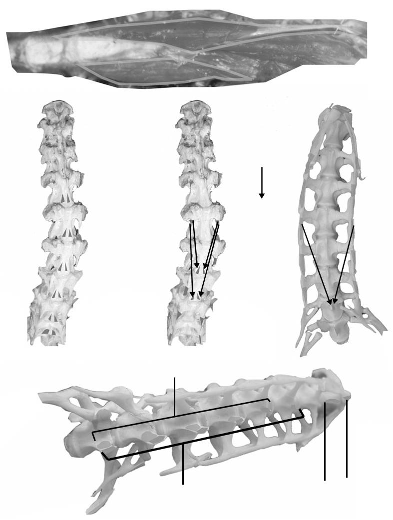 Figure 13. A in Functional morphology of neck musculature in the ...