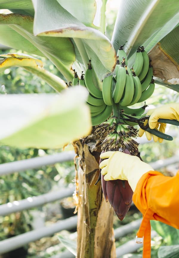 Bananenstaude, welche zurecht gestutzt wird