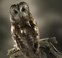 owl turning its head