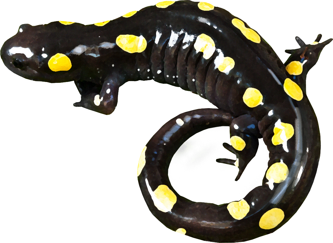 Yellow-spotted salamander