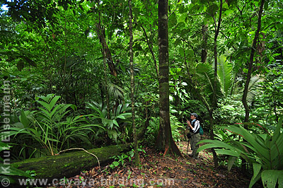 forest trail at Cerro San Gil