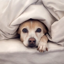 pud, Bedding, dog