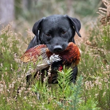 dry, Labrador, Black, grass, dog