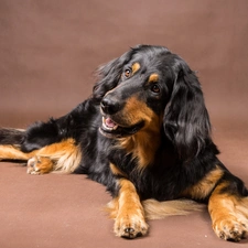 English, Spaniel