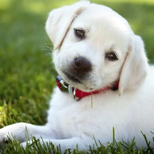 grass, dog-collar, White, Puppy