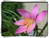 Kwiat, Zephyranthes Rosea