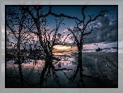 Stany Zjednoczone, Drzewa, Wyspa Edisto, Pla�a, Karolina Po�udniowa, Rezerwat przyrody Botany Bay Plantation Wildlife Management Area, Wsch�d S�o�ca, Suche